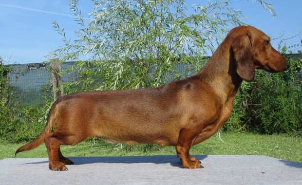 Camuciola - Allevamento Bassotti del Sasso