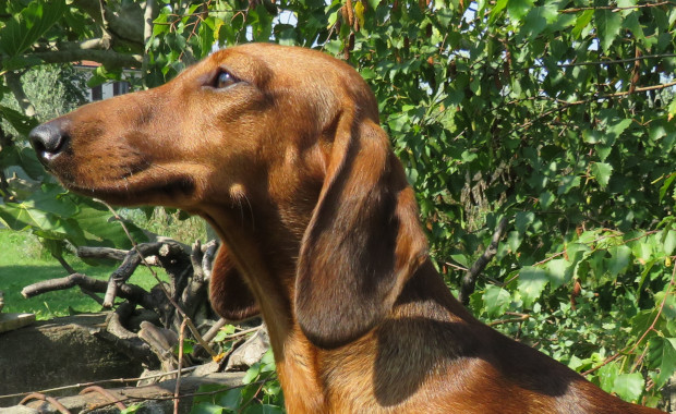 Camuciola - Allevamento Bassotti del Sasso