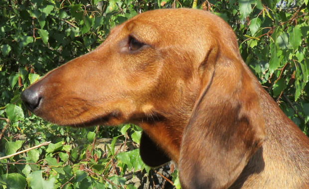 Camuciola - Allevamento Bassotti del Sasso