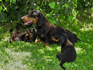 I cuccioli - Allevamento Bassotti del Sasso
